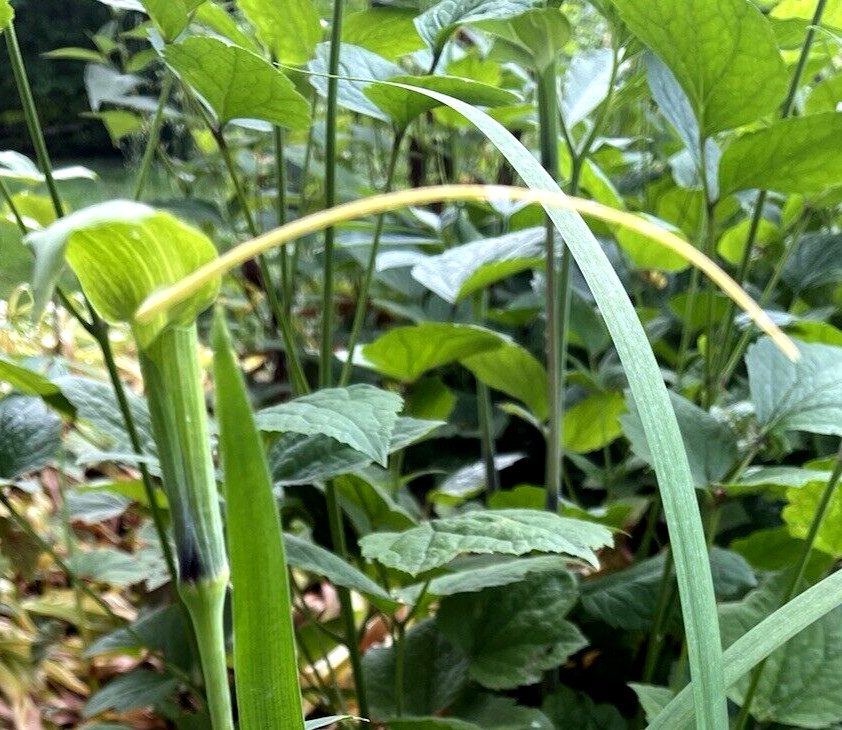 25 ARISAEMA HETEROPHYLLUM Seeds -Dancing Crane Cobra Lily
