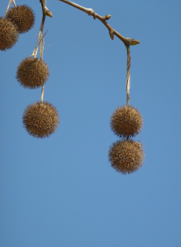 American Sycamore Platanus occidentalis Buttonwood Tree Seeds 50+