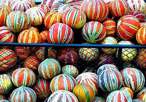 30 Rare Tiger Melon Seeds Exotic Garden Fruit Seeds to Plant