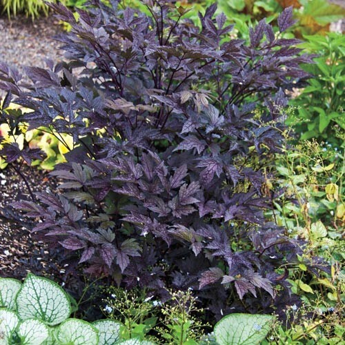 1 – Cimicifuga Brunette #1 BareRoot Perennial Plant * Ideal for Shaded Areas