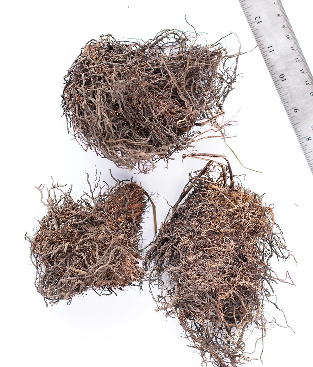Cinnamon Fern – 3 root divisions
