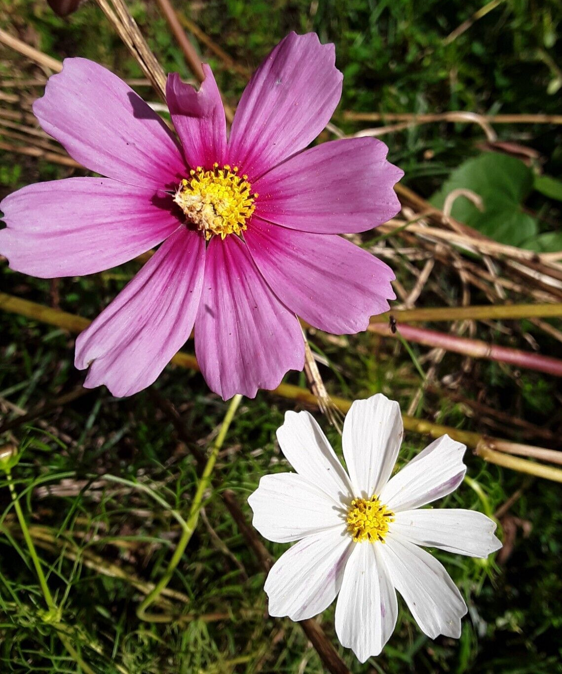 50+ Pink Cosmos Annual Flower Mix Seeds.US grown seeds.Different Shades of Pink.