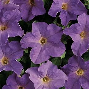 Petunia Dreams Sky Blue 1,000 seeds
