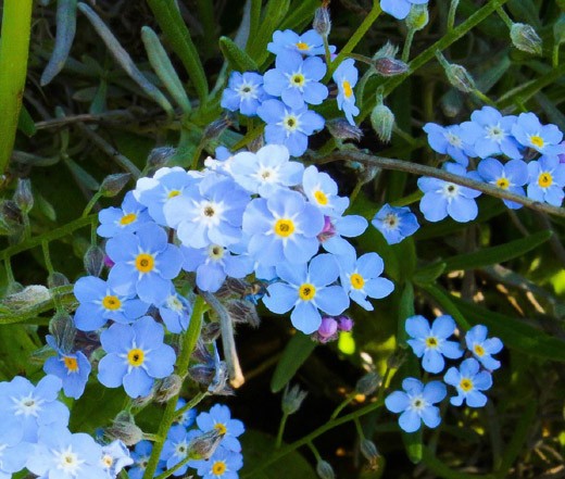 FORGET ME NOT Myosotis Sylvatica – 5,000 Bulk Seeds