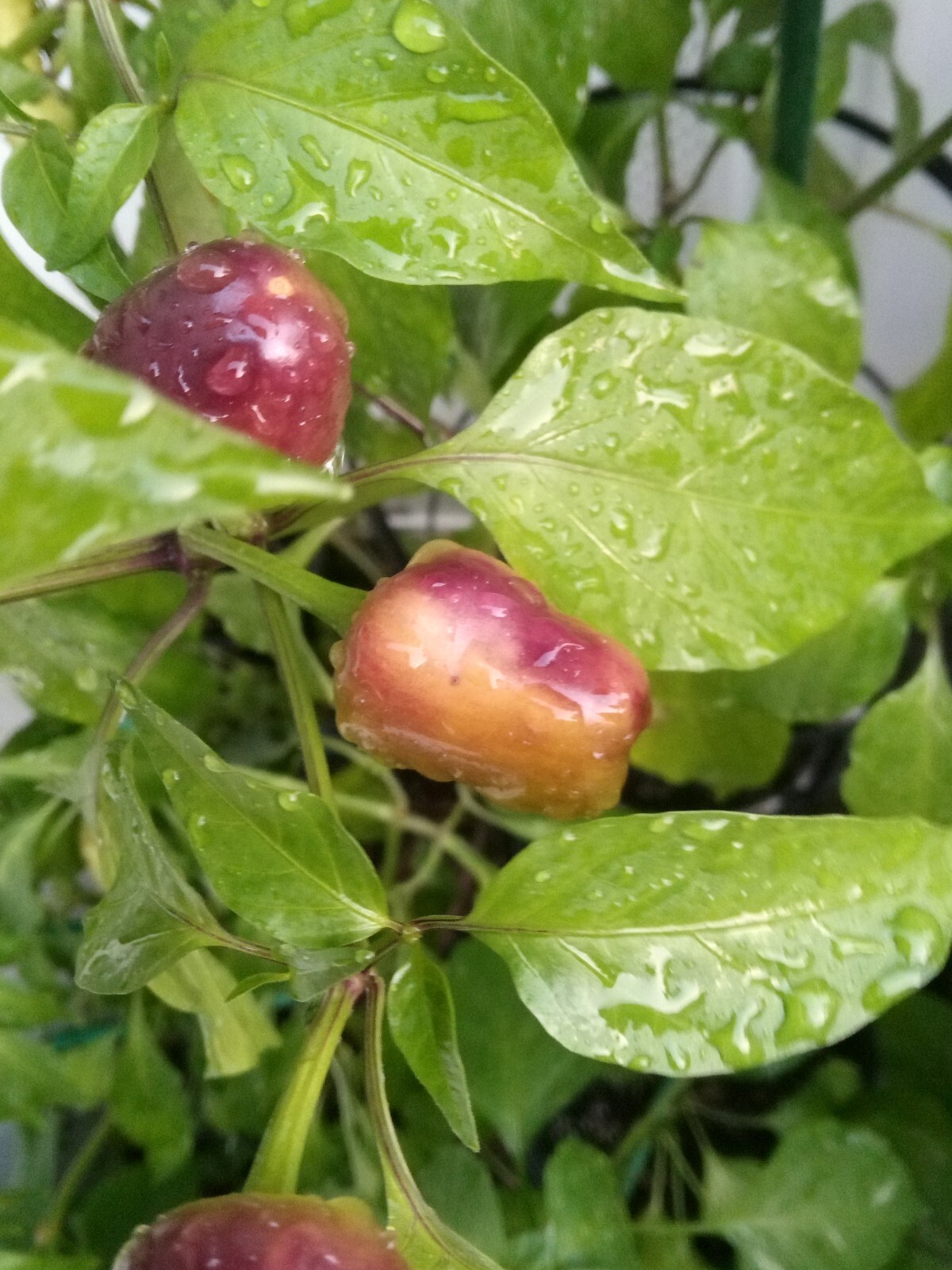 Purple Side Kick Pepper Seeds (Sweet&Spicy)