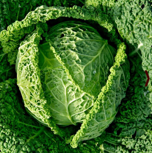Cabbage SAVOY Italian Italy Minestrone Soup Cooking Non-GMO 500 Seeds