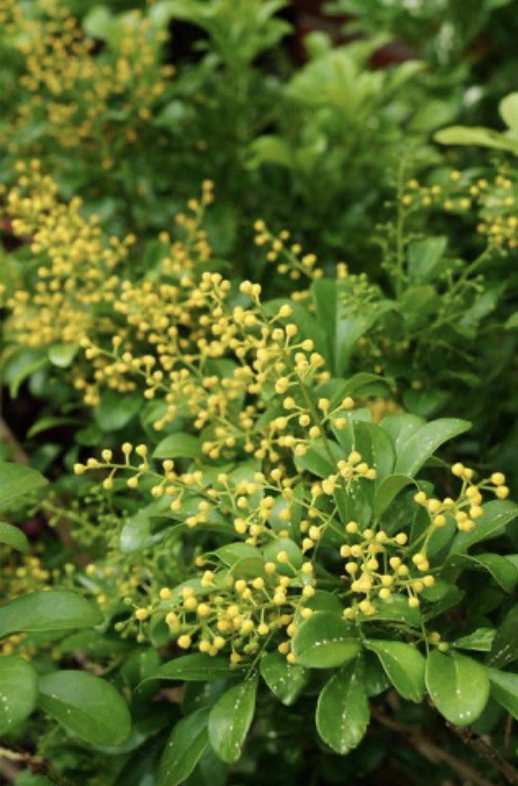4″Pot of Chinese Perfume Plant-Aglaia odorata-False Lemon Tree-Lemon Scented