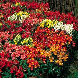 Snapdragon Floral Carpet Mix 1,000 seeds