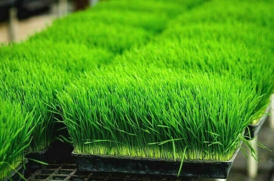 1 oz ORGANIC WHEAT GRASS Seeds Sprouting Juicing B,C,K,Folic Acid,Fiber Easy
