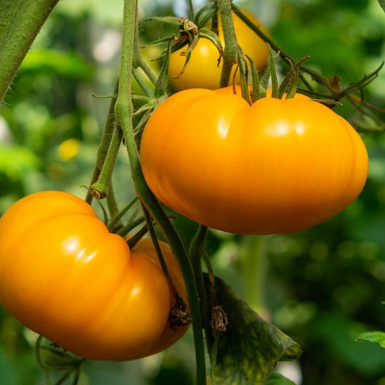 Amana Orange Heirloom Tomato 10 Seeds Lycopersicon esculentum FREE SHIPPING!