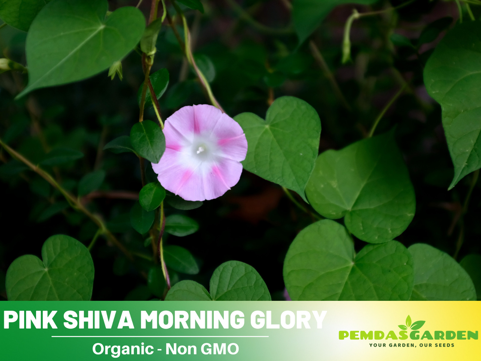 30+ Seeds| Pink Shiva Morning Glory Seeds Flowers Seeds #F004