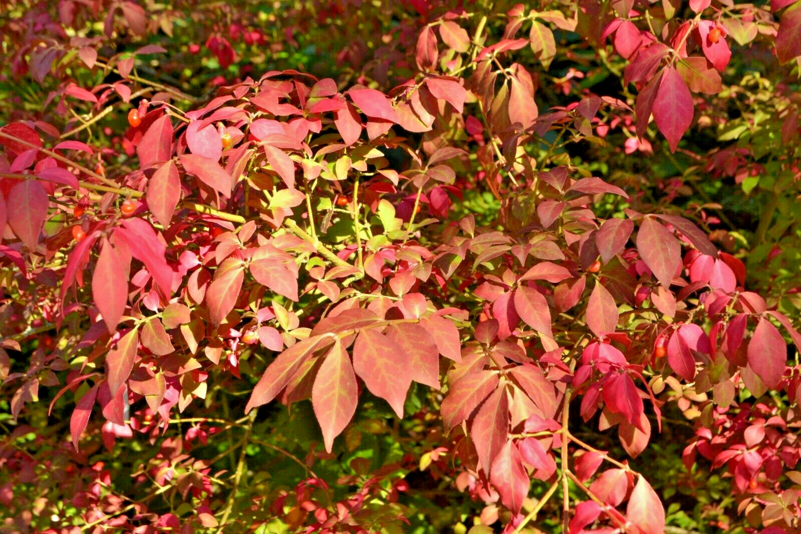 12 SIBERIAN BURNING BUSH SEEDS – Euonymus sachalinensis
