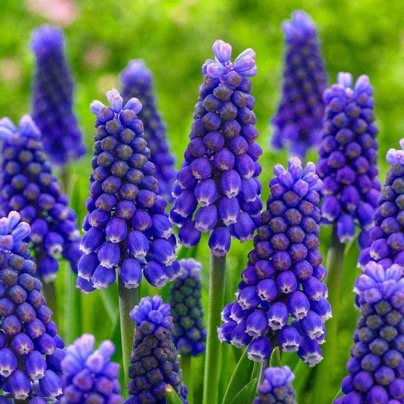 15 Grape Hyacinth Bulbs Muscari Armeniacum Blue Flowers Growing 6 to 8 Inches
