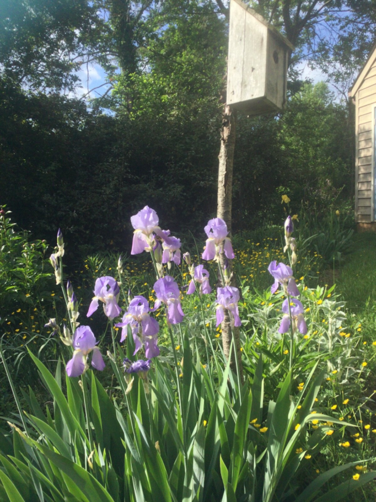 Fresh Dug- 3 XL Mature- Bloom Now- Tall Bearded Lavender Iris Rhizomes