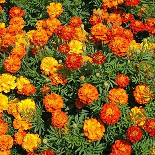 500 Marigold Seeds for Planting Beautiful Multi Colored Flowers