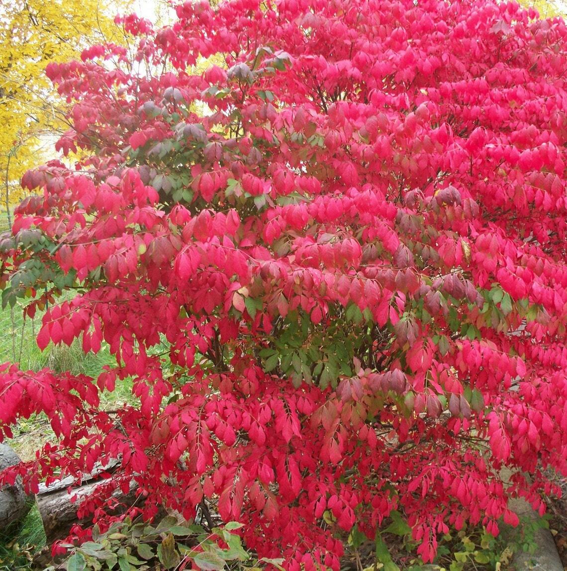 5 SEEDS BURNING BUSH