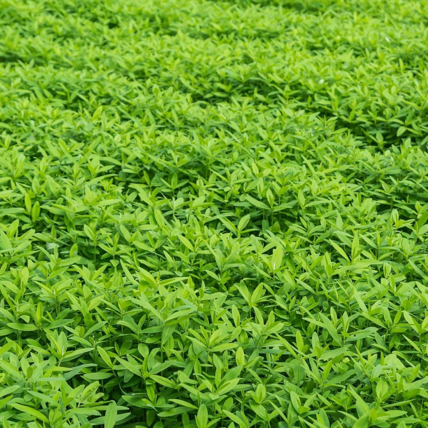 Indoor Outdoor Cover Crop Mix with High Germination Rate for -Round Growth