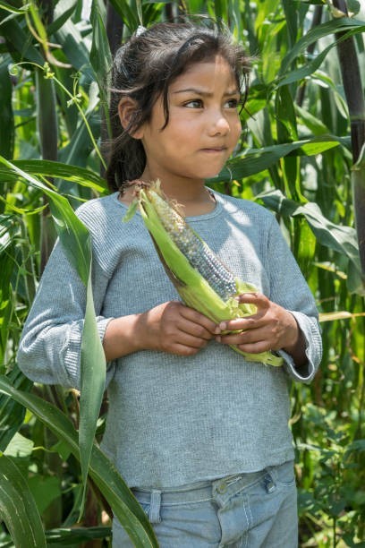 Nayarit Azul Elotes Occidentales Corn (1 lb) / MEXICAN HEIRLOOM / Atole / RARE