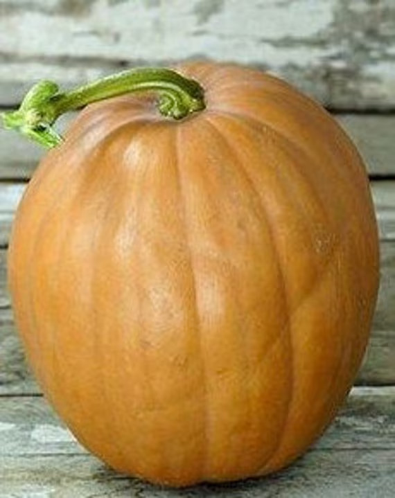 10 Dickinson pumpkin Seeds. Organic. USA Seeds. Ships free