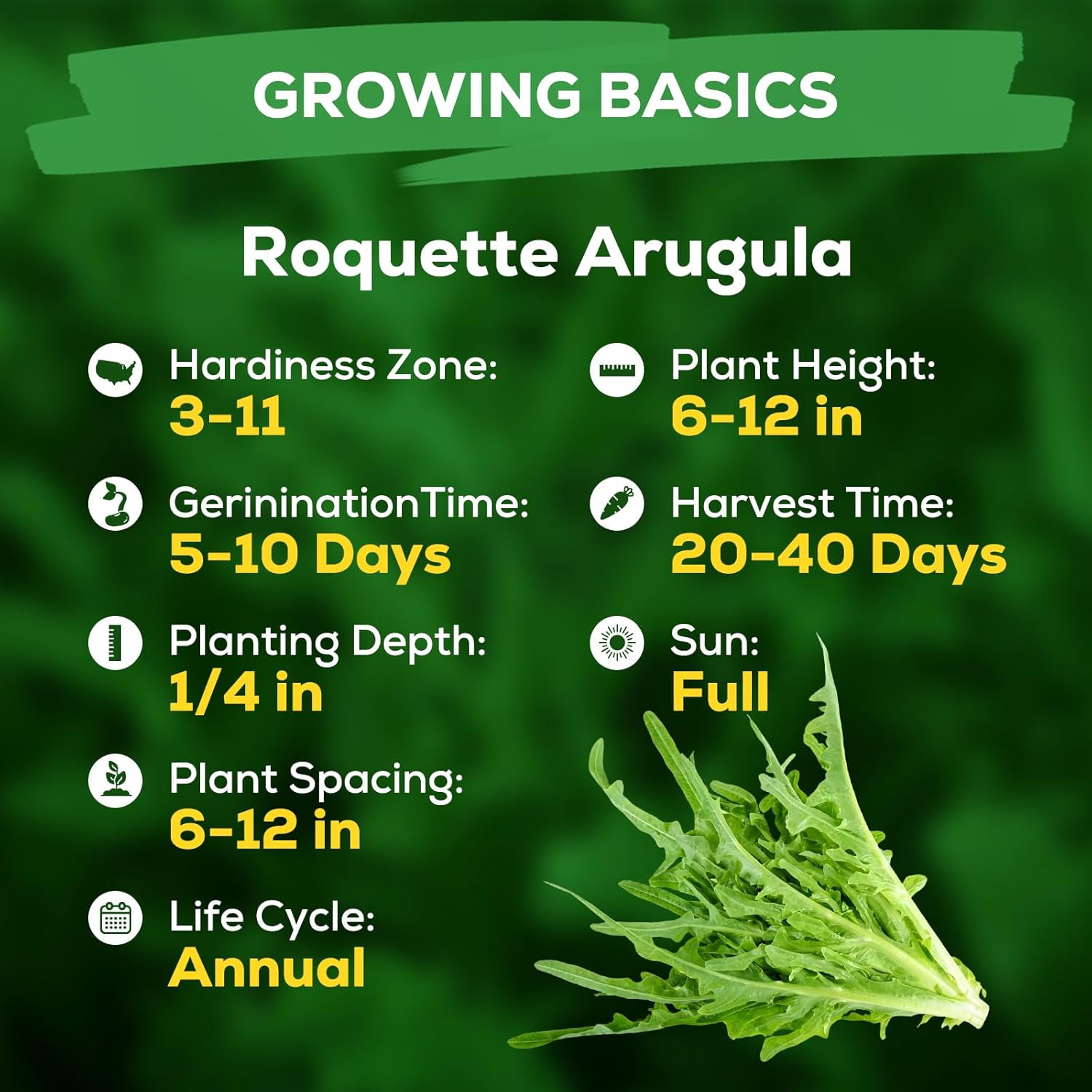 3000+ Heirloom Arugula Seeds for Planting – Non-Gmo Heirloom Seeds, Fast Growin