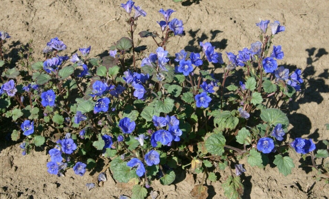 Desert Bluebell seeds (Phacelia Campanularia) -100+ seeds-