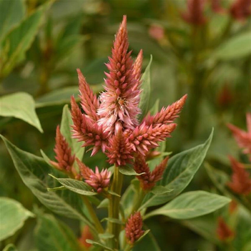 Celosia Seeds 25 Pelleted Seeds Celosia Celway Terracotta Cockscomb Seeds