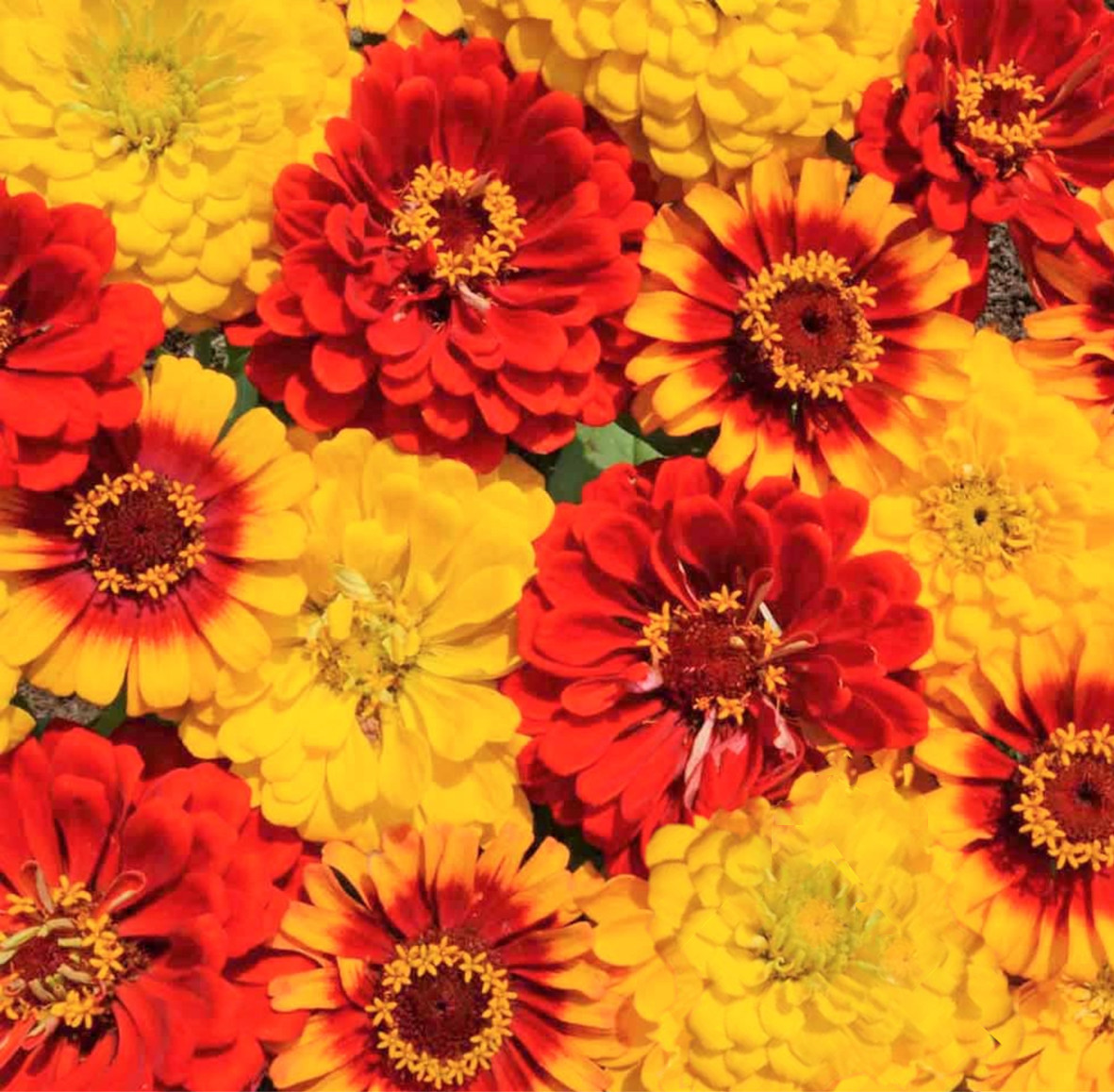 South of the Border Mix Zinnia Seeds | Red Yellow Sombrero Flower Seed New 2025