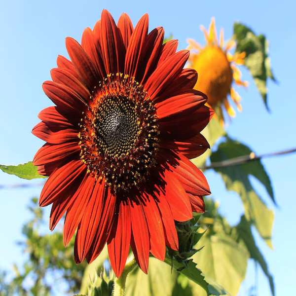 50 Velvet Queen Sunflower Seeds. USA Seeds. Organic. Ships free
