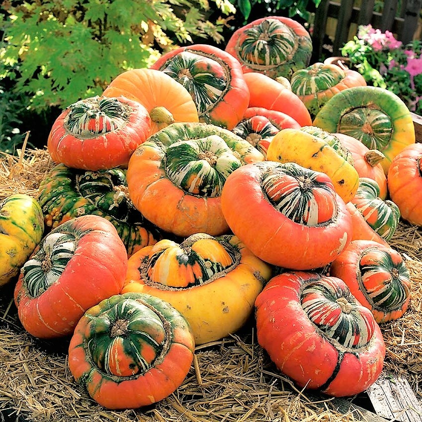 Turk’s Turban Pumpkin Seeds | Turkish Color Cap Hat Pumpkins Vegetable Seed 2024