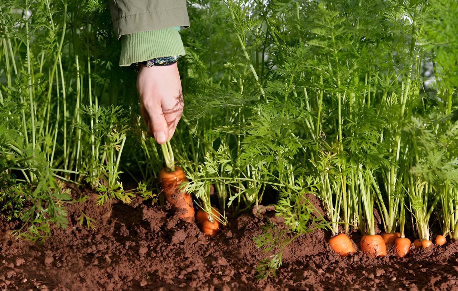 1,000 Heirloom Tendersweet Carrot Seeds – Organic NonGMO – Sweet & Tender!
