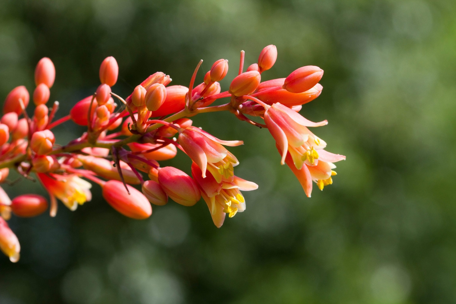 25 RED YUCCA Hesperaloe Parviflora Hummingbird, Coral, Texas Yucca Flower Seeds