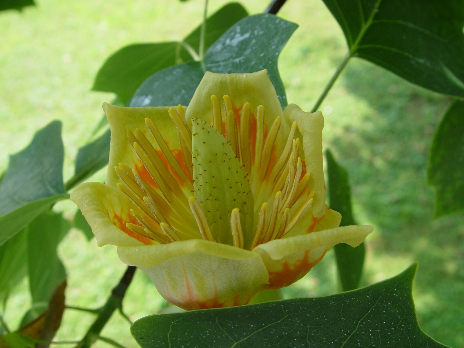 Liriodendron tulipifera 25 Seeds – Tulip Tree