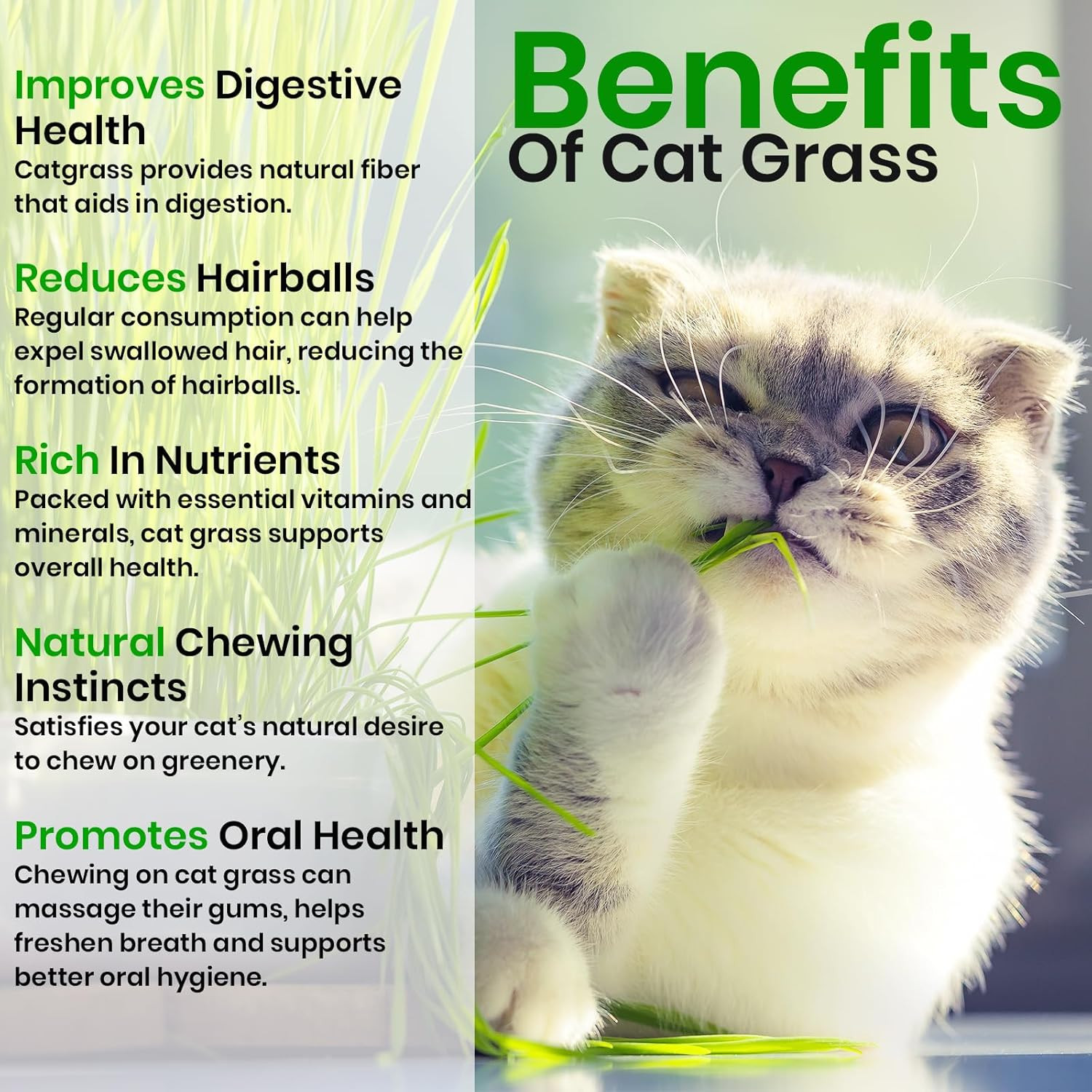 Cat Grass Seeds & Catnip Seeds – 3 Pack Variety Kit, Cat Grass for Indoor Cats