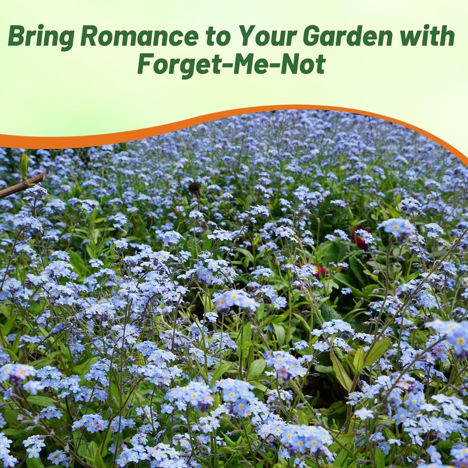 5000 Seeds Sky Blue Forget Me Not Seed For Planting – Myosotis Sylvatica