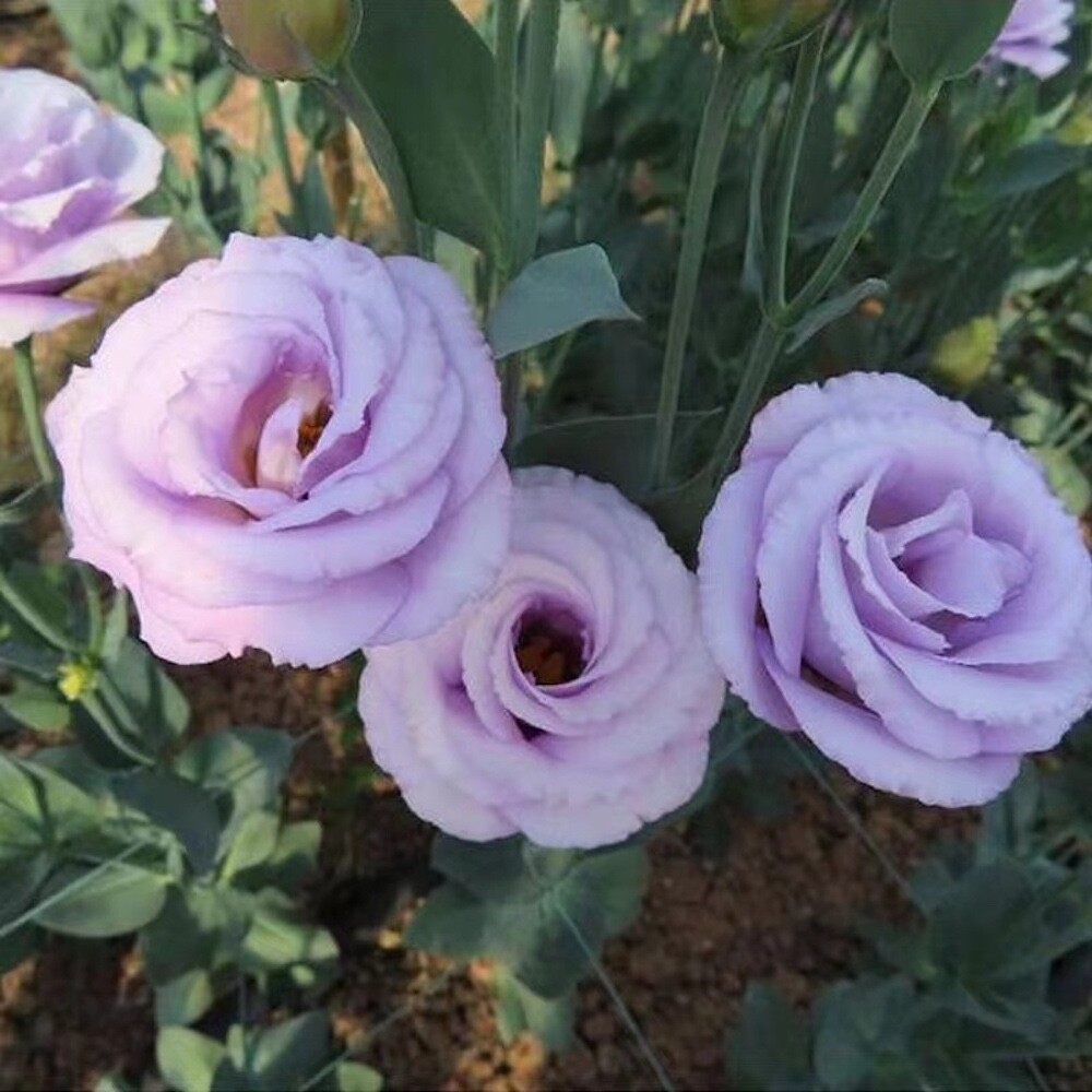 20 SEEDS mixed colors LISIANTHUS (Prairie Gentian) Eustoma flower bed USA Seller