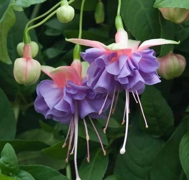 50pcs/bag Fuchsia Seeds Potted Flowers seeds,bonsai seeds.#1651