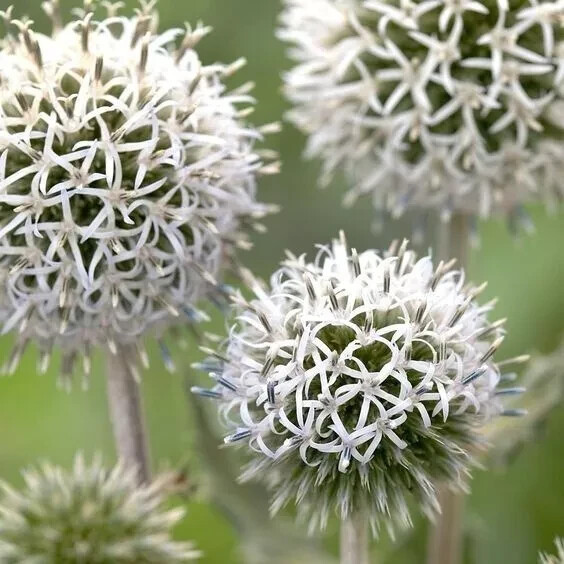 20 Silver GIANT GLOBE THISTLE Echinops Sphaerocephalus Silver White Flower Seeds