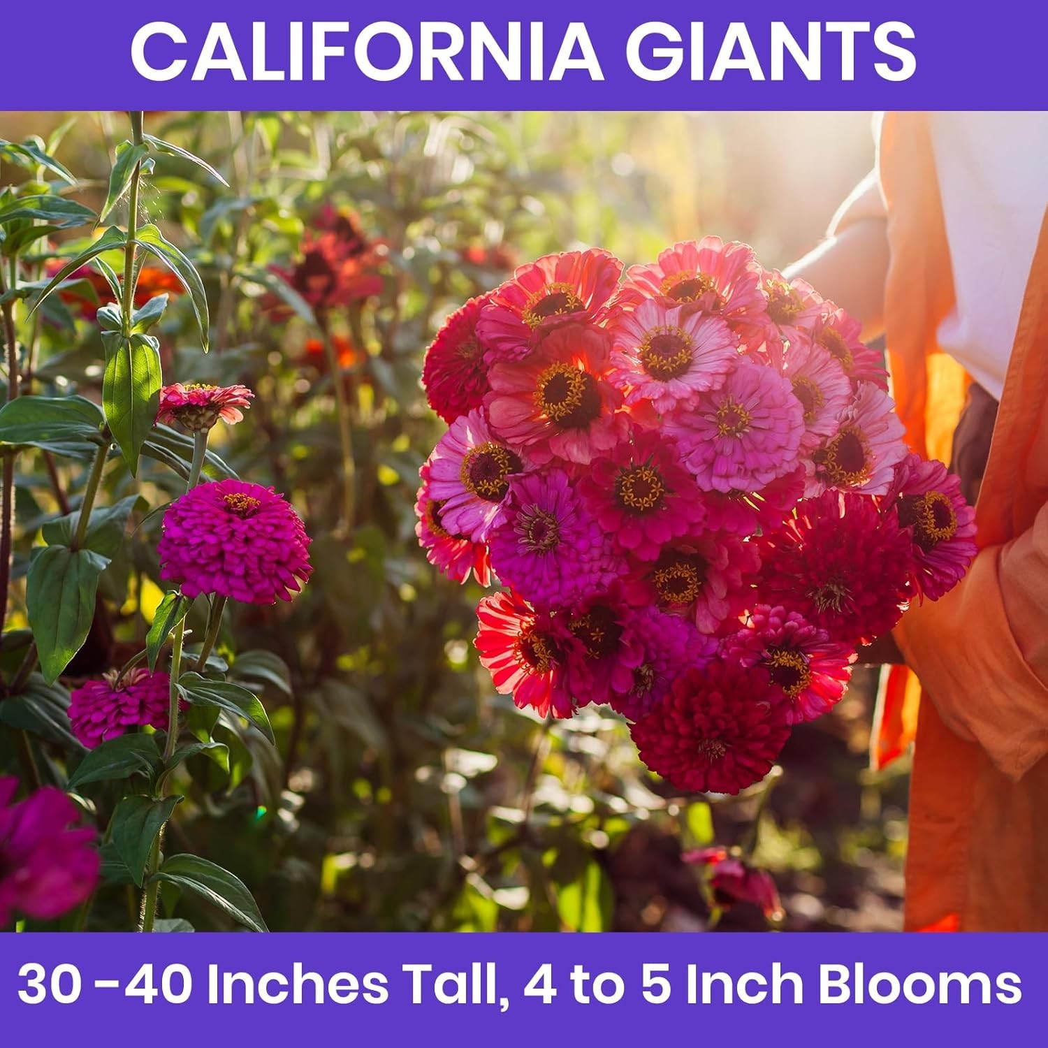 Easy to Grow Zinnia Seeds for Outdoor Gardens, 1/4 lb California Giants Mix