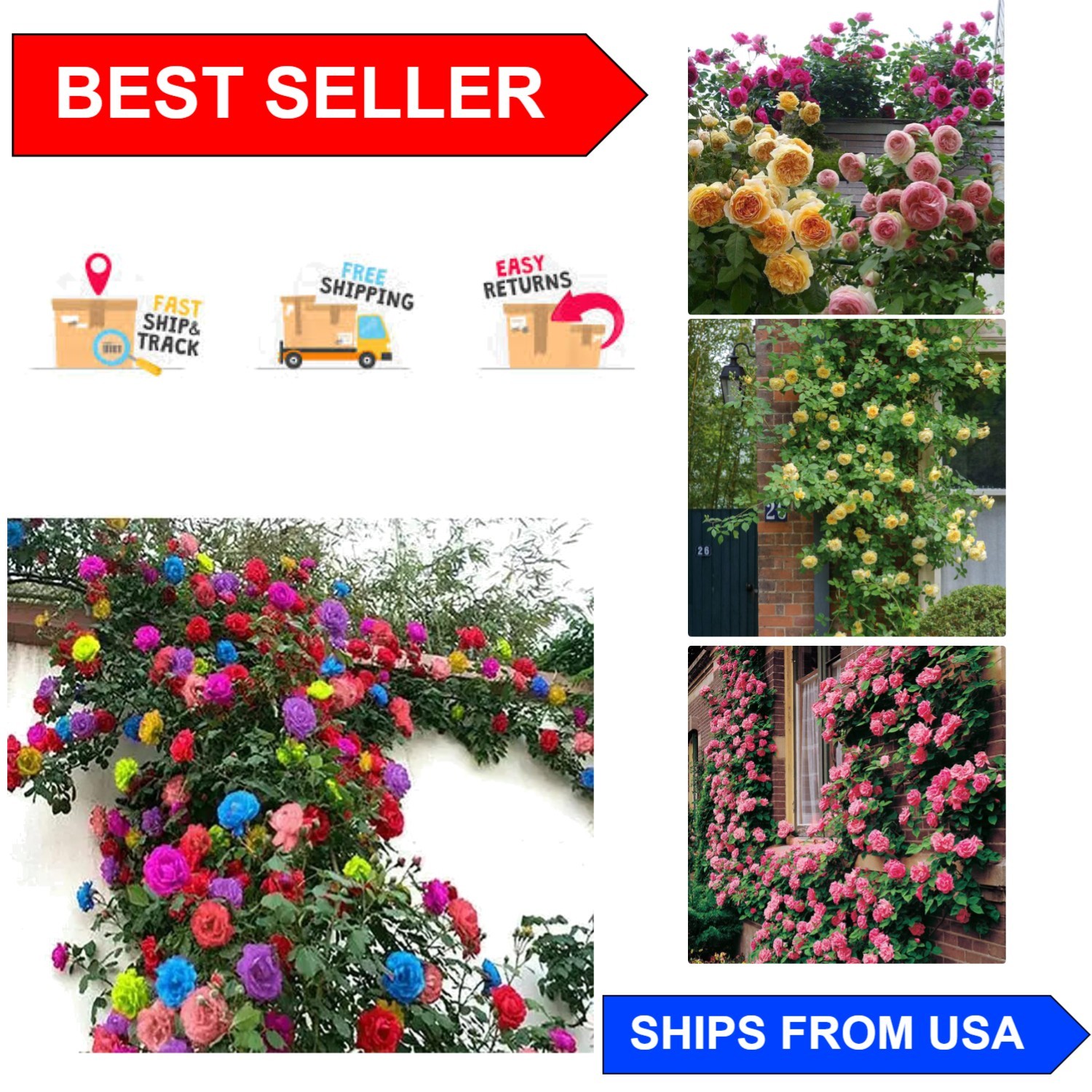 Vibrant Heirloom Climbing Rose Seeds (200+) – Easy Growth for All Seasons