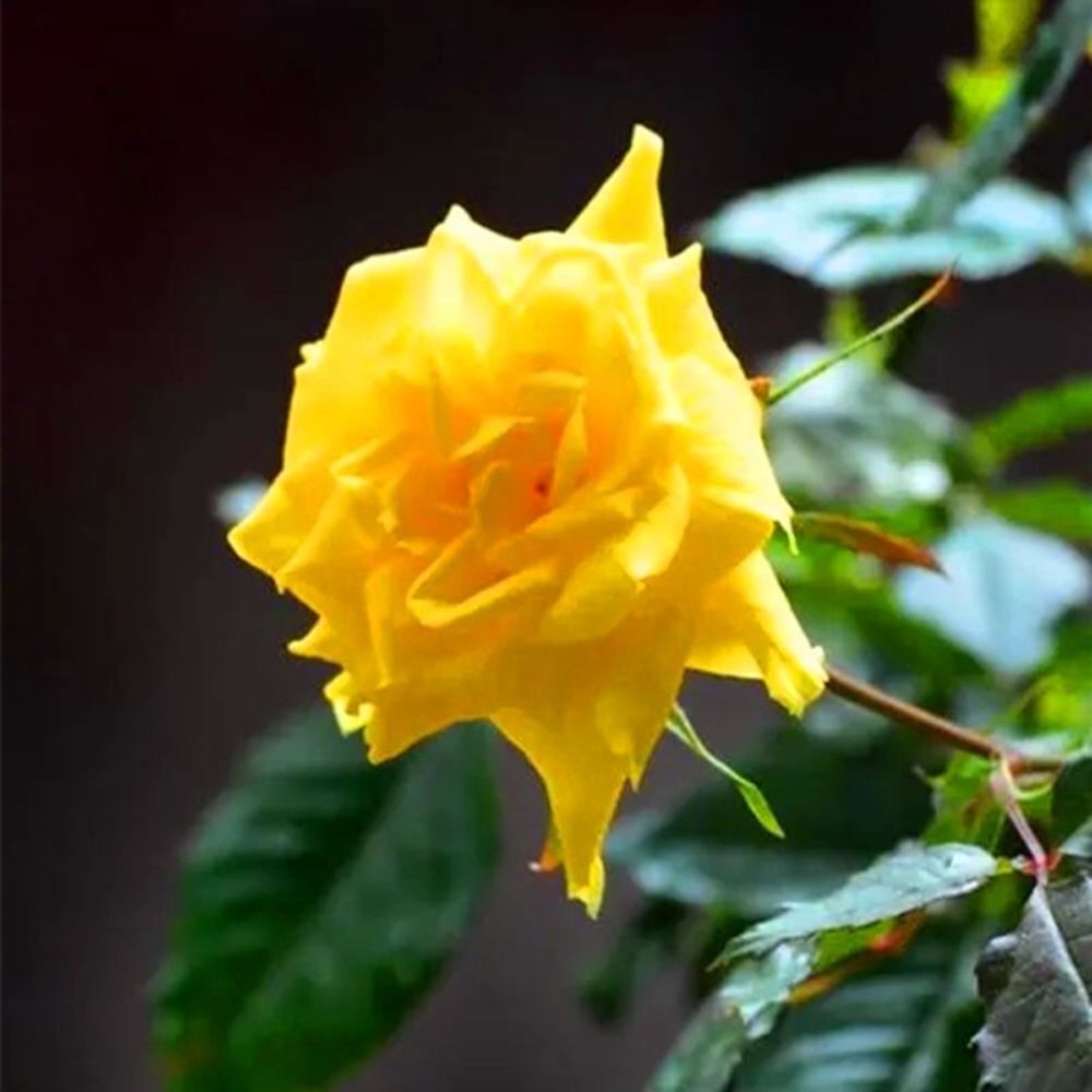 20 EXOTIC RARE ROSE SEEDS home garden flower plant bush diy sun Rosas hybrid USA