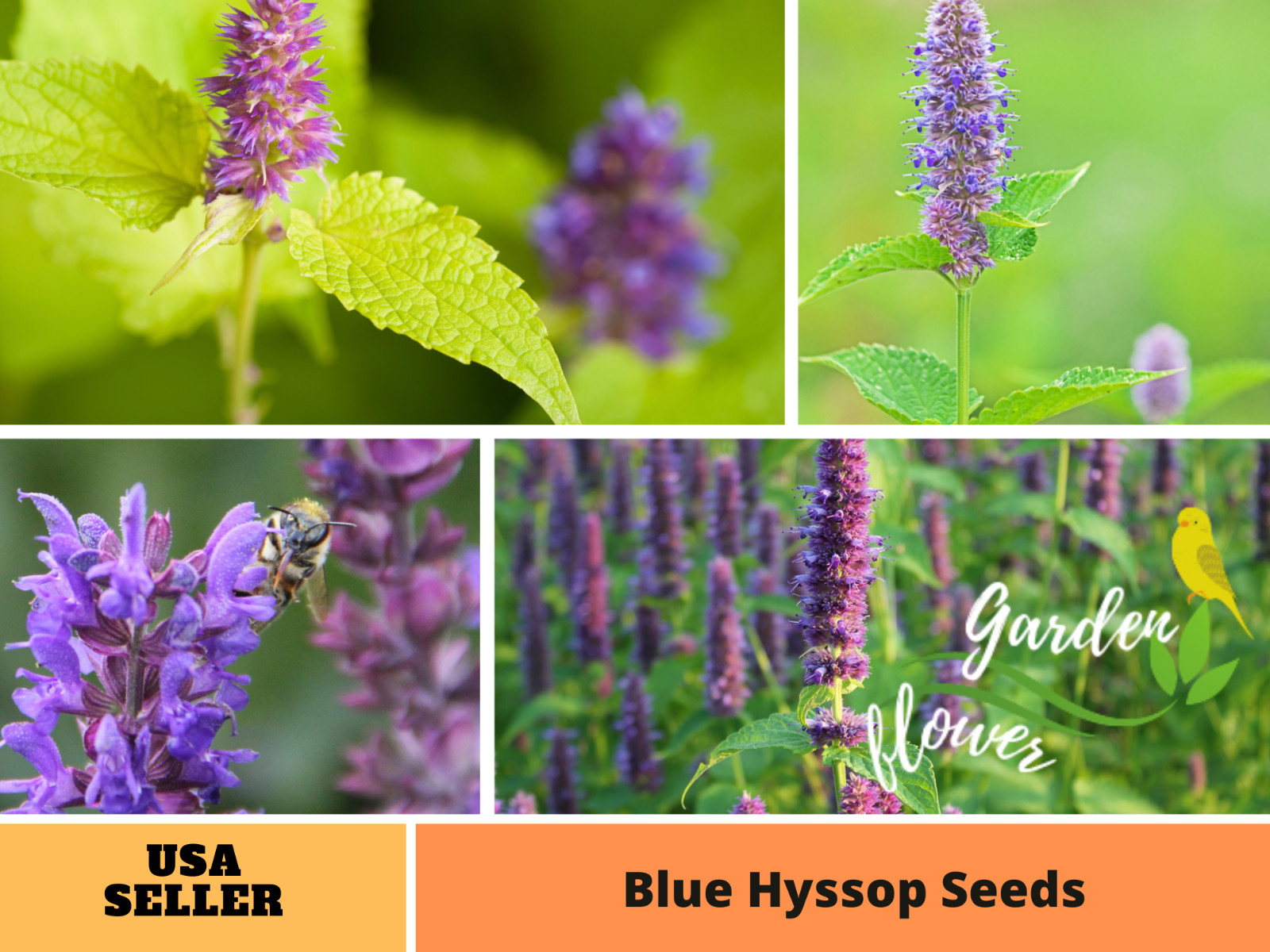 150 Seeds| Blue Hyssop Herb Seeds #7002