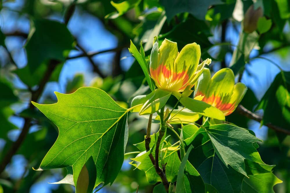 25 Tulip Poplar Seeds for Planting – Stunning Tulip Shaped Flowers – Fast Growin