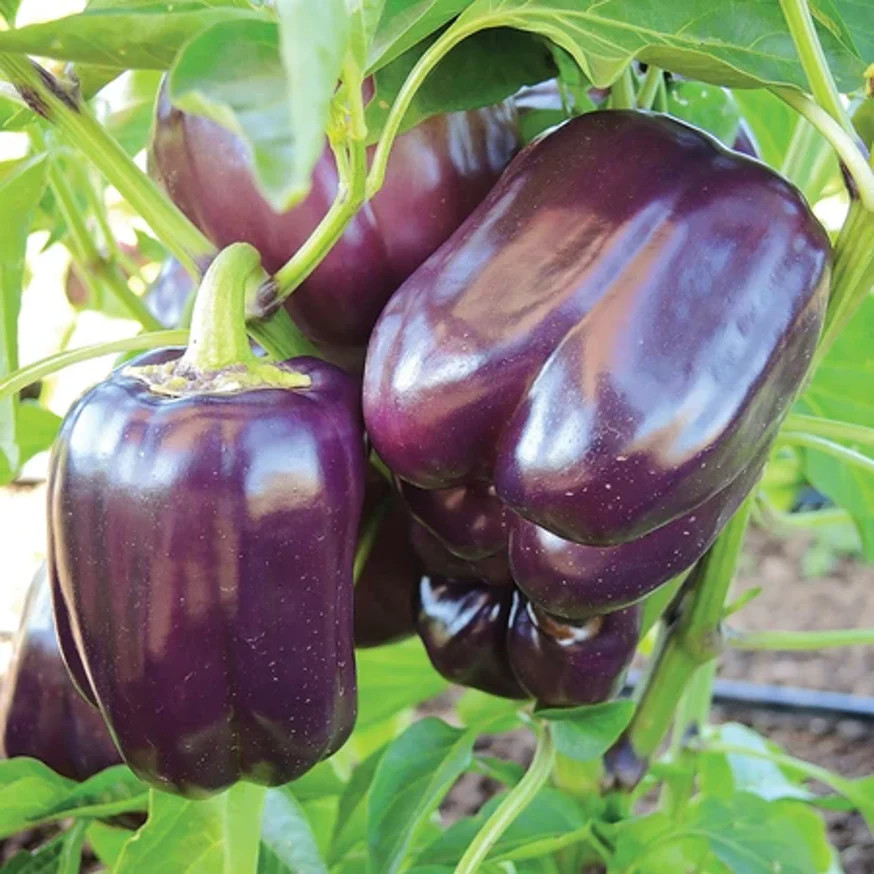 Purple Beauty Sweet Bell Pepper Seeds | Violet Belle Wonder Vegetable Seed 2025
