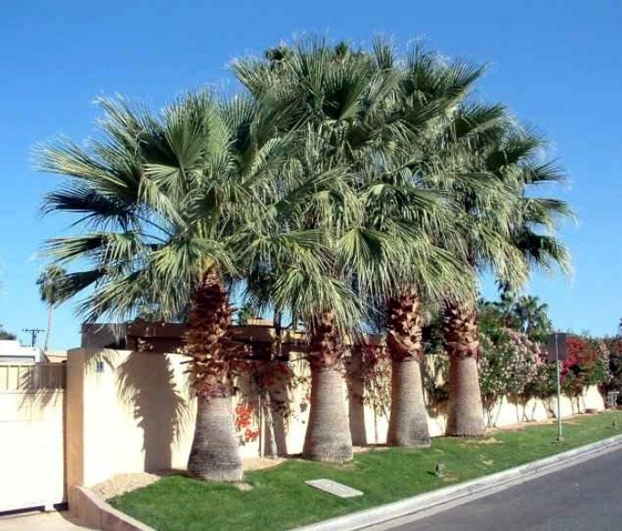 CALIFORNIA DESERT FAN PALM TREE SEEDS (Washingtonia Filifera) Cold Hardy-Zone 8