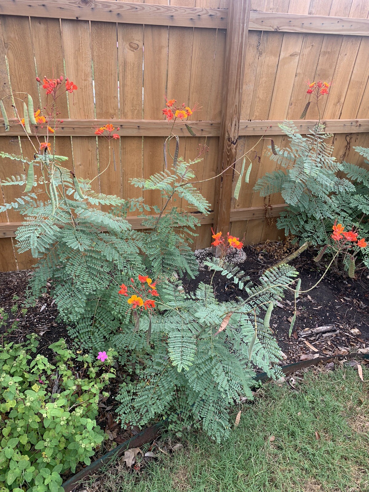 Pride of Barbados  15 seeds