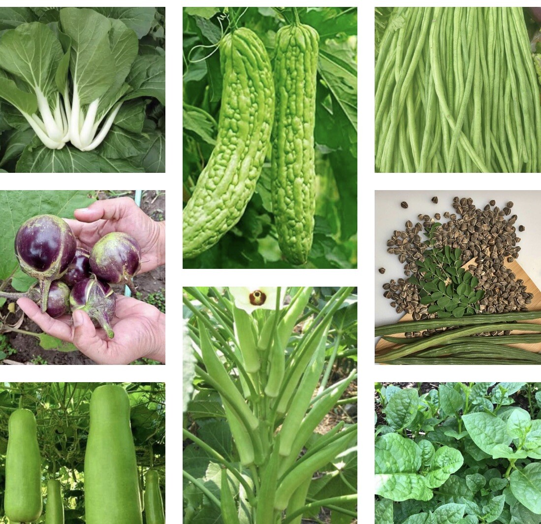 20 Variety Asian Vegetable Seeds For Planting. NON GMO Heirloom