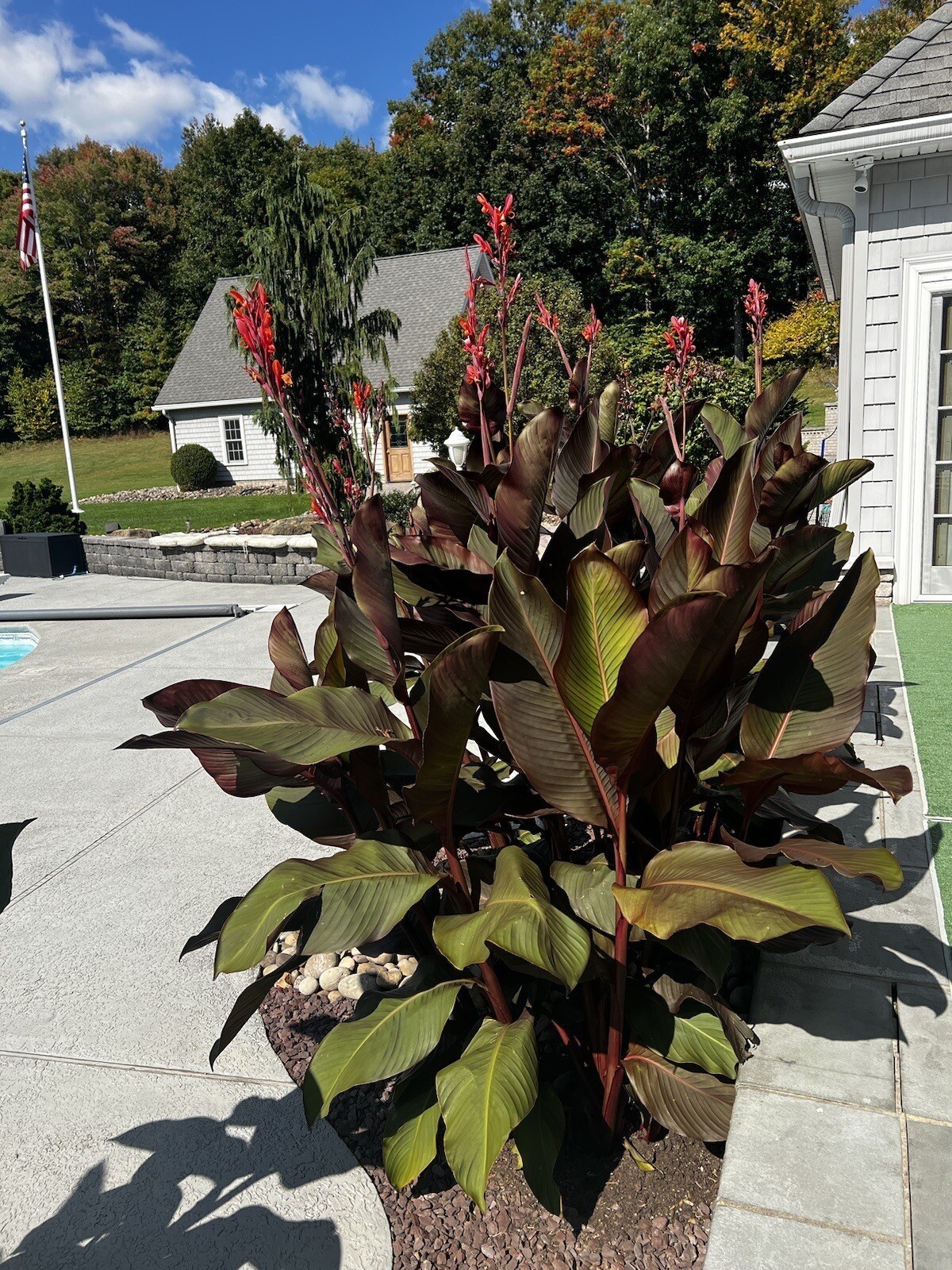 Lot of 4 Purple/Bronze Canna BULBS 48″-60″+ tall