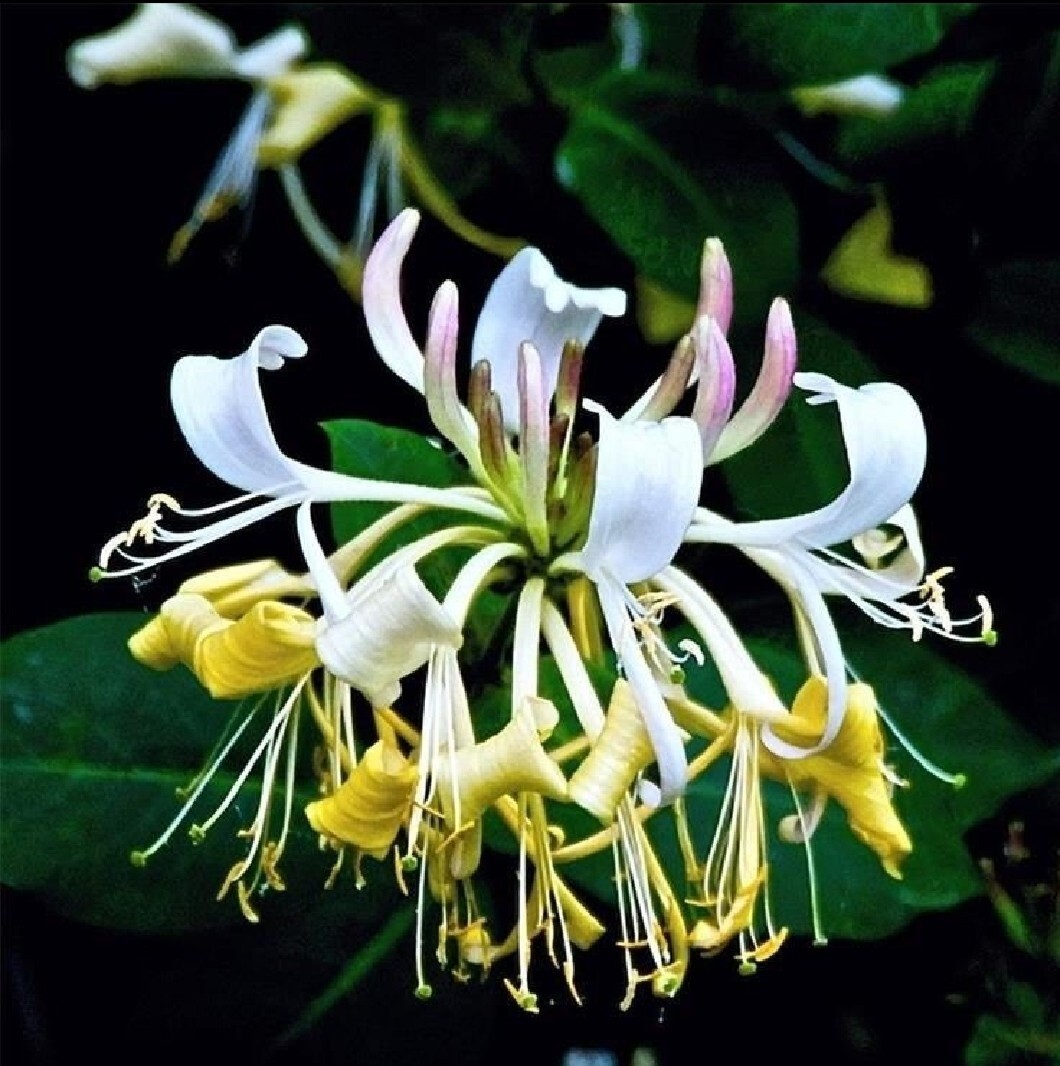 200 Japanese Honeysuckle Seeds Fragrant Lonicera japonica Yellow White Honeysuck