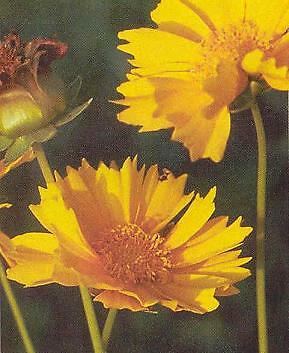 Coreopsis lanceolata 2,000 seeds
