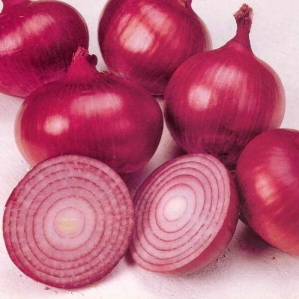 Red Creole Onion Seeds 200+ Spicy Short Day Cajun Vegetable USA FREE SHIPPING